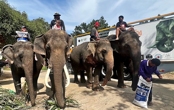  ซีพีเอฟ หนุนโครงการ “คนไทยรักช้าง” ปี 2 มอบอาหารช้าง 60 ตัน ช่วยช้างทั่วไทยฝ่าวิกฤตโควิด-19