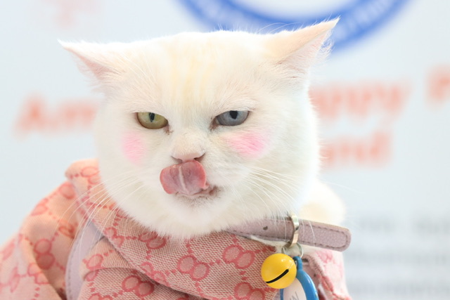 “เอ็น.ซี.ซี.” จัดงาน “Pet Expo Thailand 2023”4-7 พฤษภาคมนี้ ณ ฮอลล์ 6-8 ศูนย์การประชุมแห่งชาติสิริกิติ์